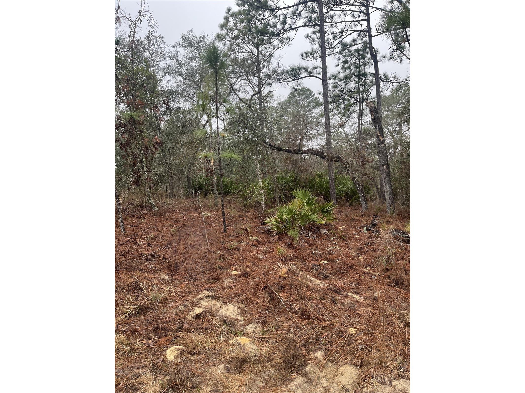 6692 N Airmont Drive Dunnellon FL 34433 W7882834 image1