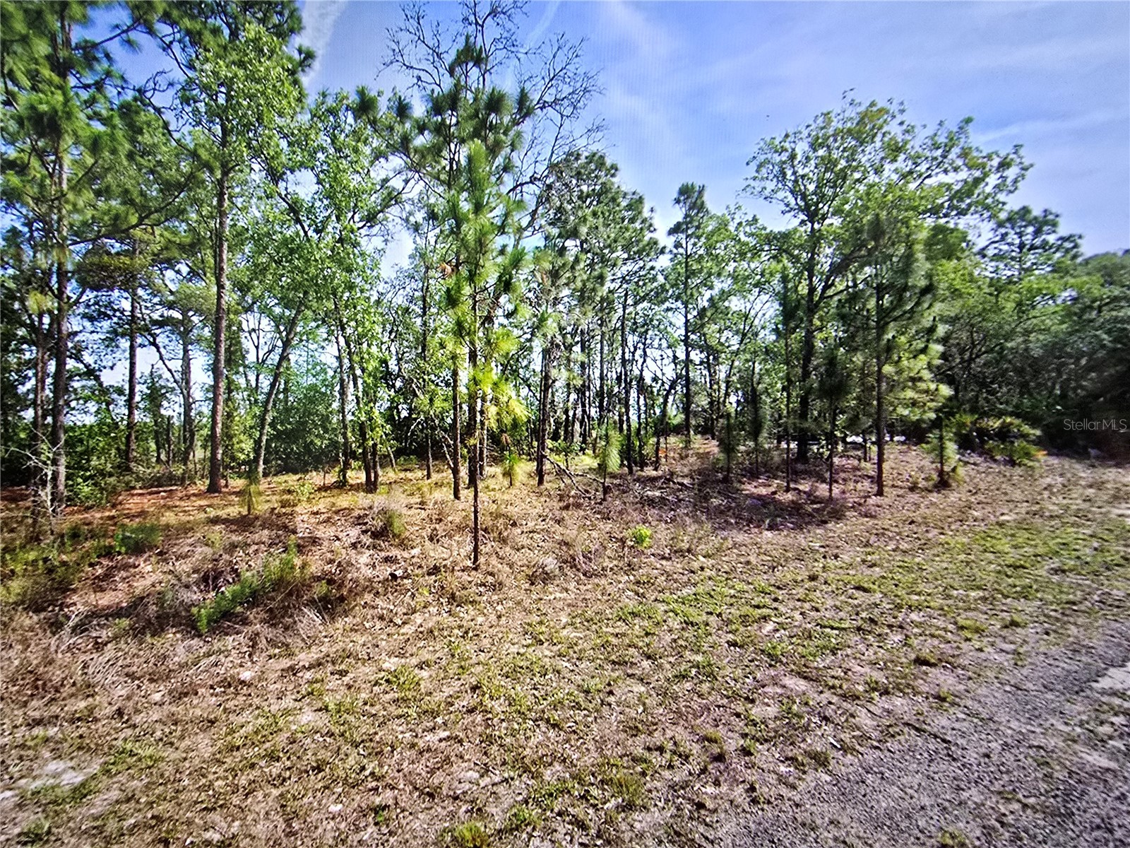 6745 N Darlington Drive Dunnellon FL 34434 OM704442 image8