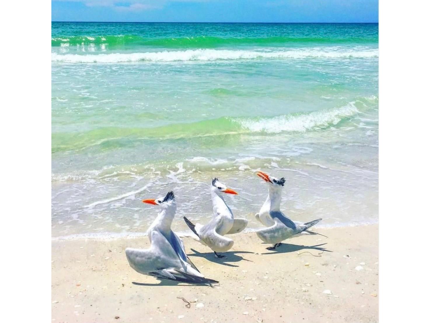 6750 Gulf Of Mexico Drive #151 Longboat Key FL 34228 - BISHOPS BAYOU A4685668 image54