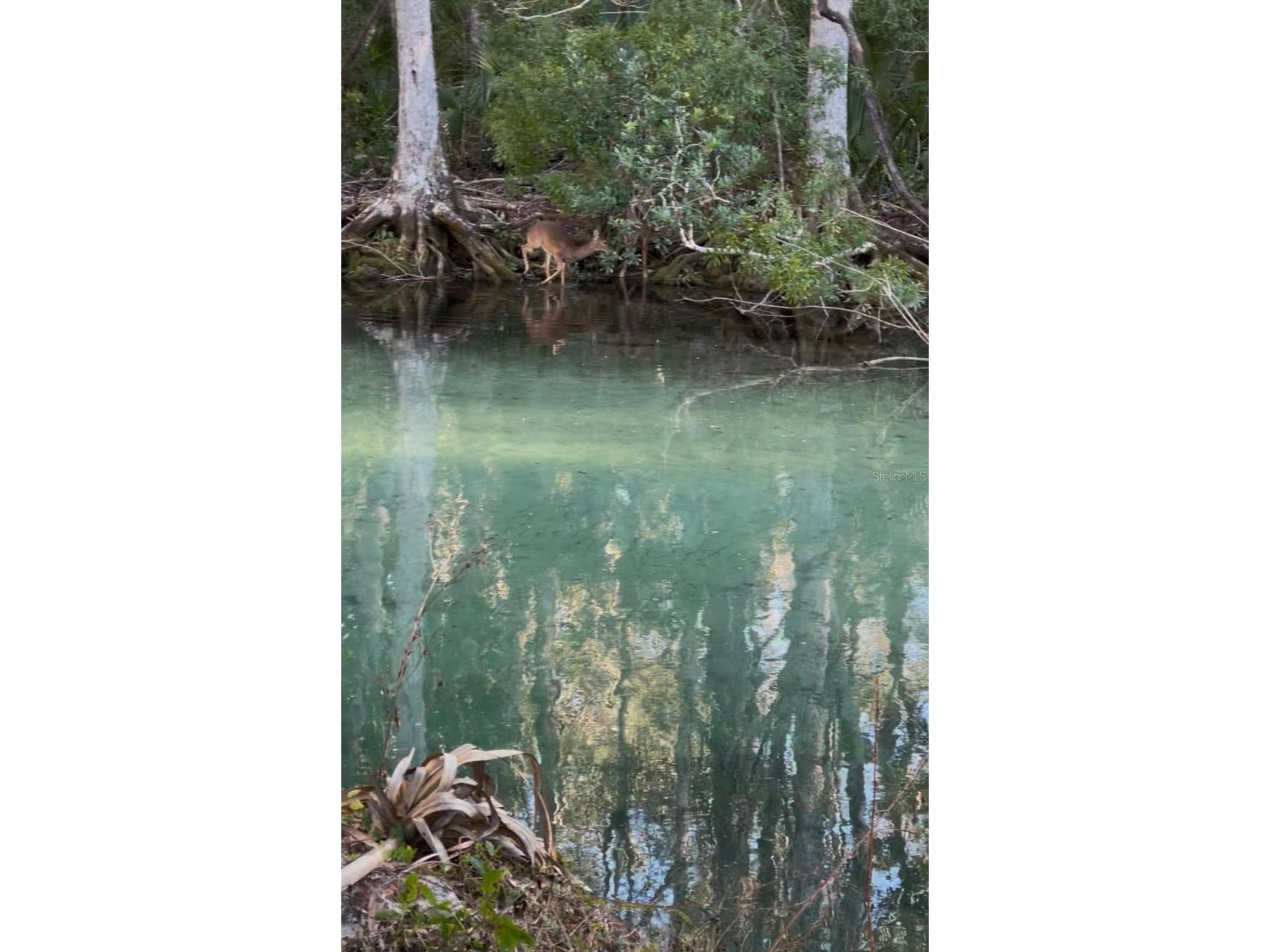 6762 E Richard Drive Weeki Wachee FL 34607 - WEEKI WACHEE RIVER W7885611 image1