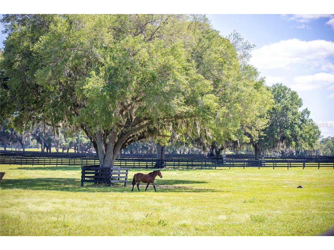 6800A NW 193rd Street #OPTION 1 Micanopy FL 32667 OM691209 image20