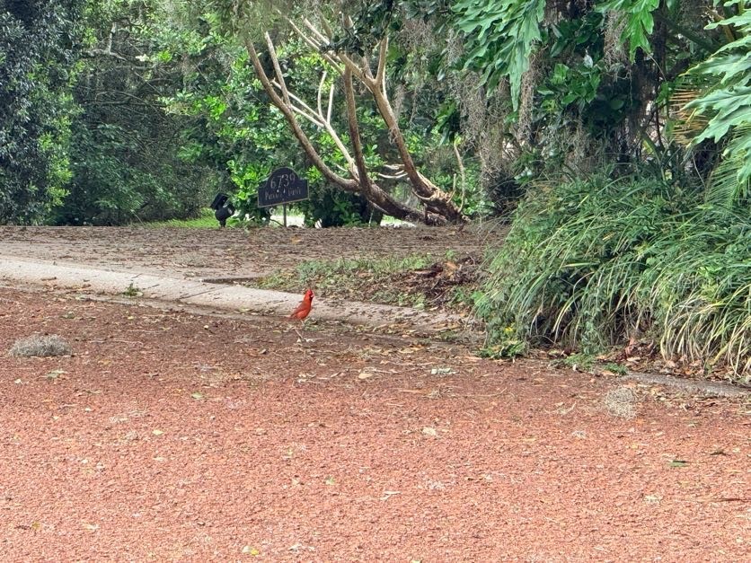6804 Lake View Drive Yalaha FL 34797 O6403319 image53