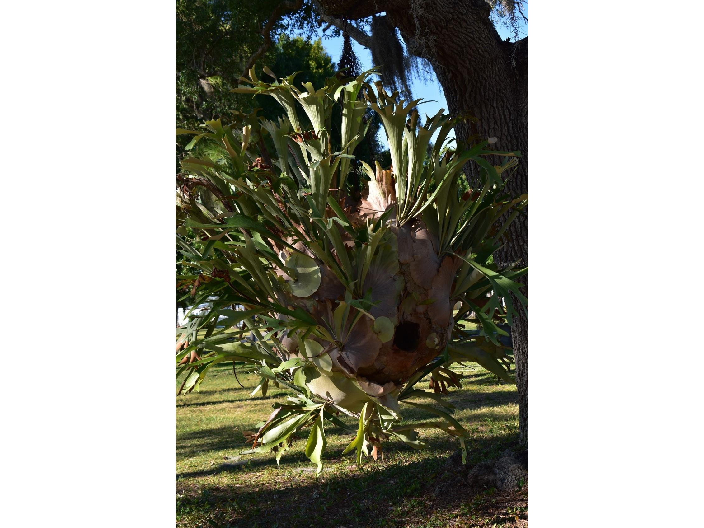 6805 Anapa Court North Port FL 34287 N6142901 image10