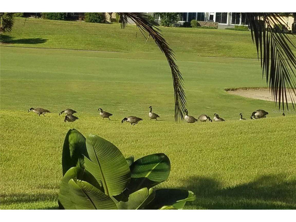 6816 SW 95th Circle Ocala FL 34481 OM700050 image93