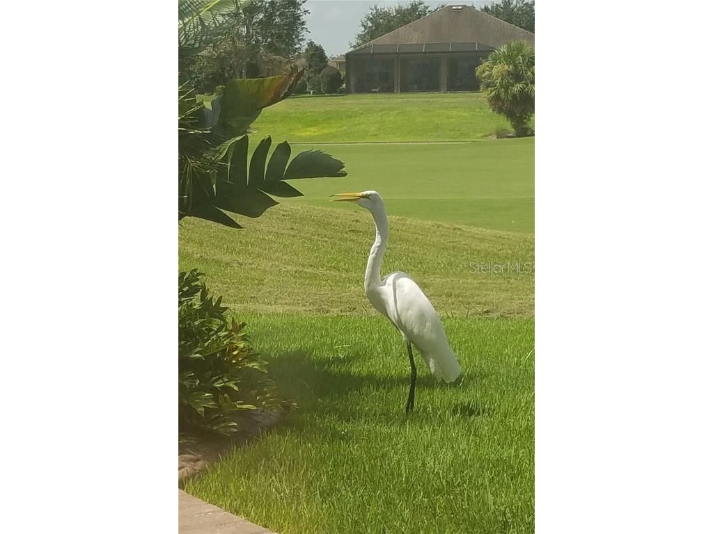 6816 SW 95th Circle Ocala FL 34481 OM700050 image96