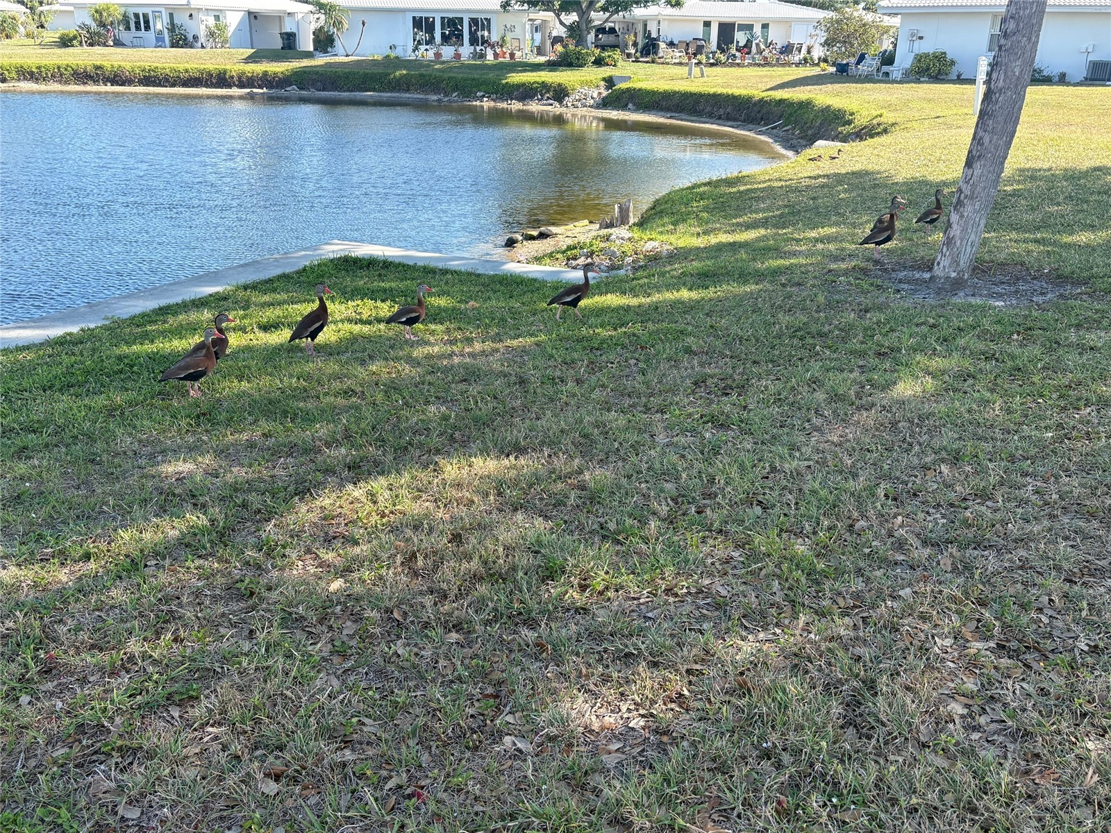 690 Circlewood Drive #W8 Venice FL 34293 N6144022 image54