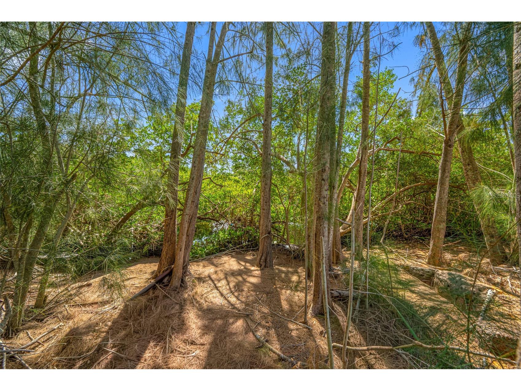 6908 11th Avenue E Palmetto FL 34221 A4693269 image35