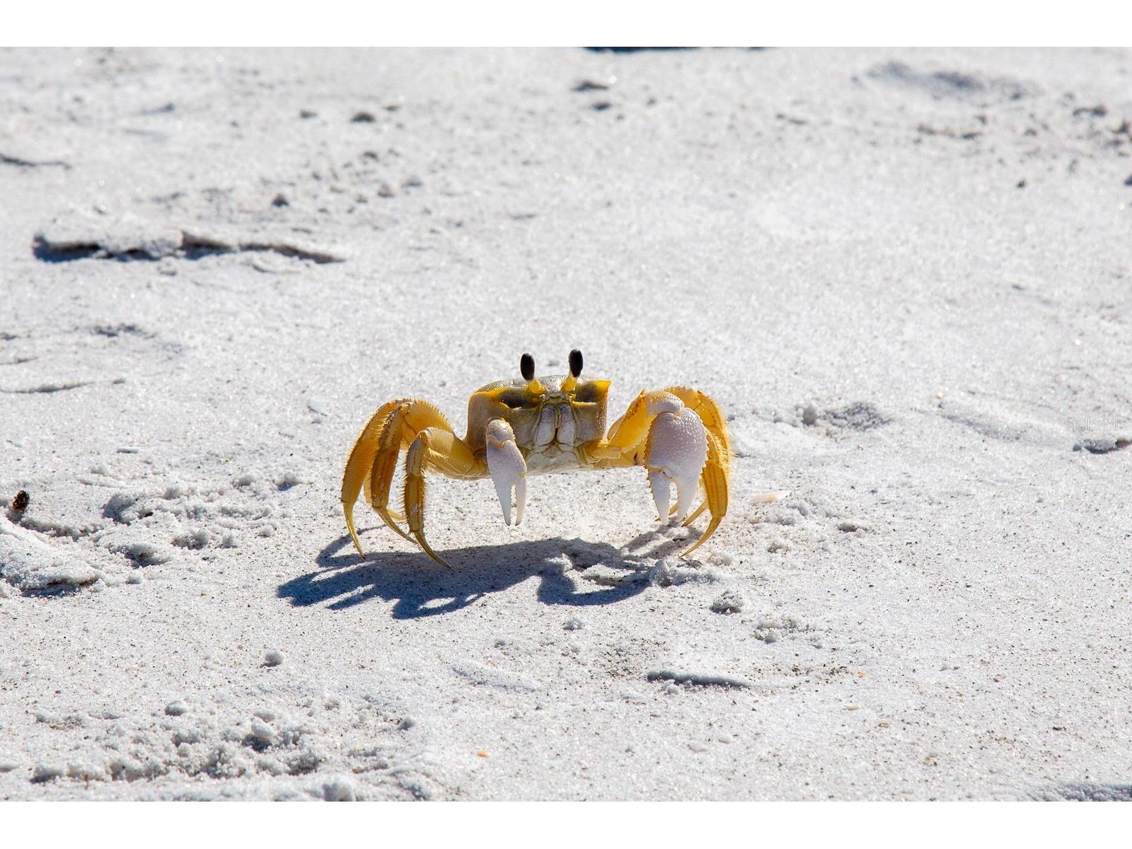 691 Gulf Bay Road Longboat Key FL 34228 - GULF OF MEXICO A4684077 image34