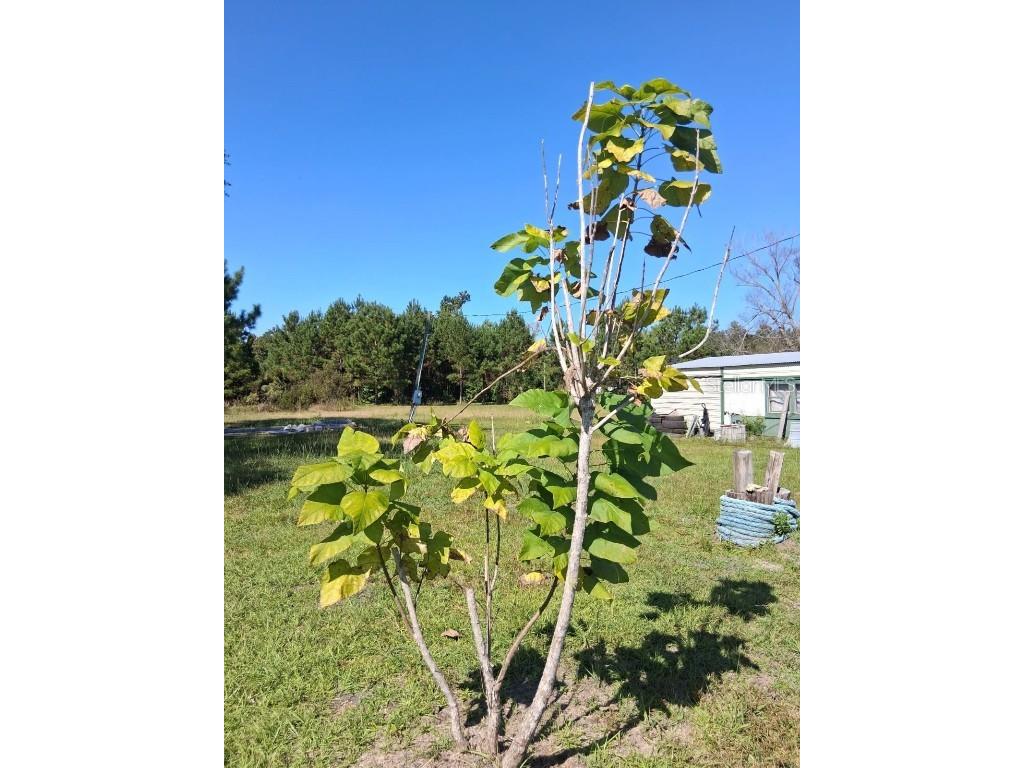 6914 State Road 71 S Blountstown FL 32424 TB8446263 image9