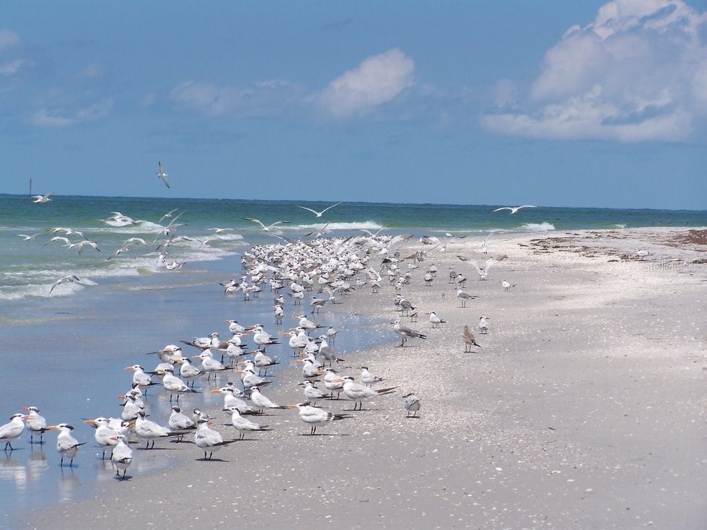 6920 Palm Island Drive Placida FL 33946 - GULF OF MEXICO D6133930 image6