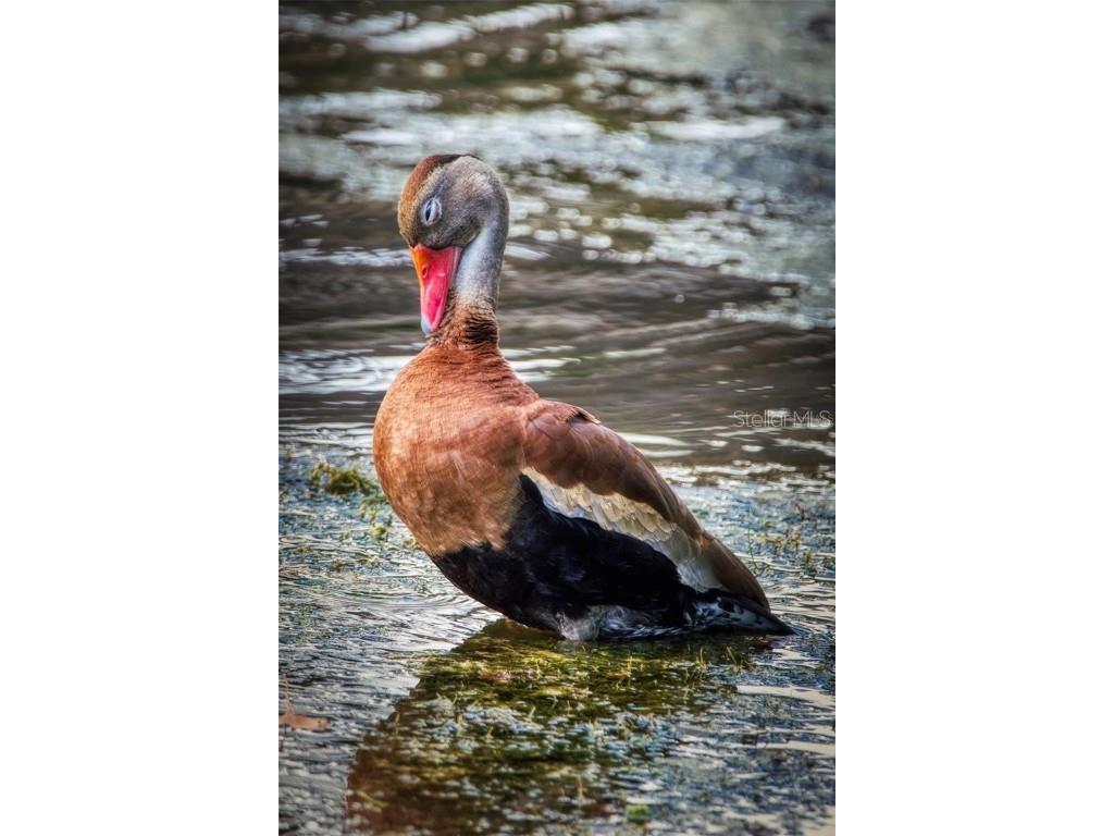 695 Midway Drive #A Ocala FL 34472 - LAKE SPARKLE OM713165 image46