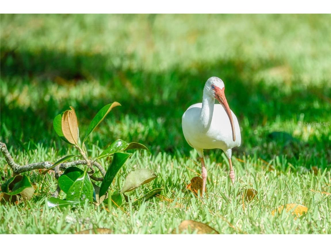 695 Midway Drive #A Ocala FL 34472 - LAKE SPARKLE OM713165 image48