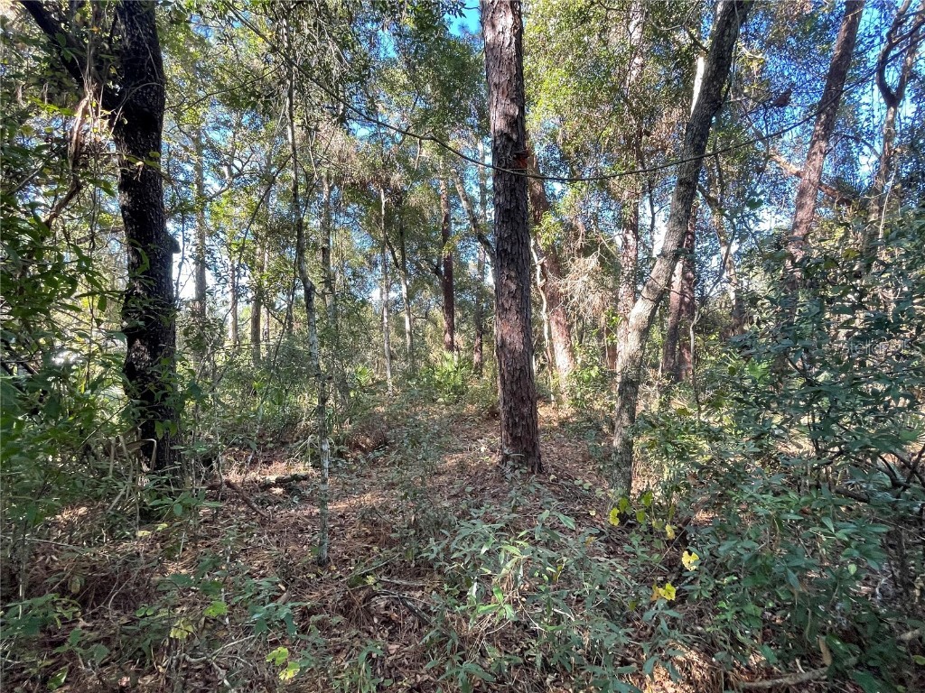 6954 SE 170th Avenue Road Ocklawaha FL 32179 - LAKE LOCH LAMOND O6274597 image7