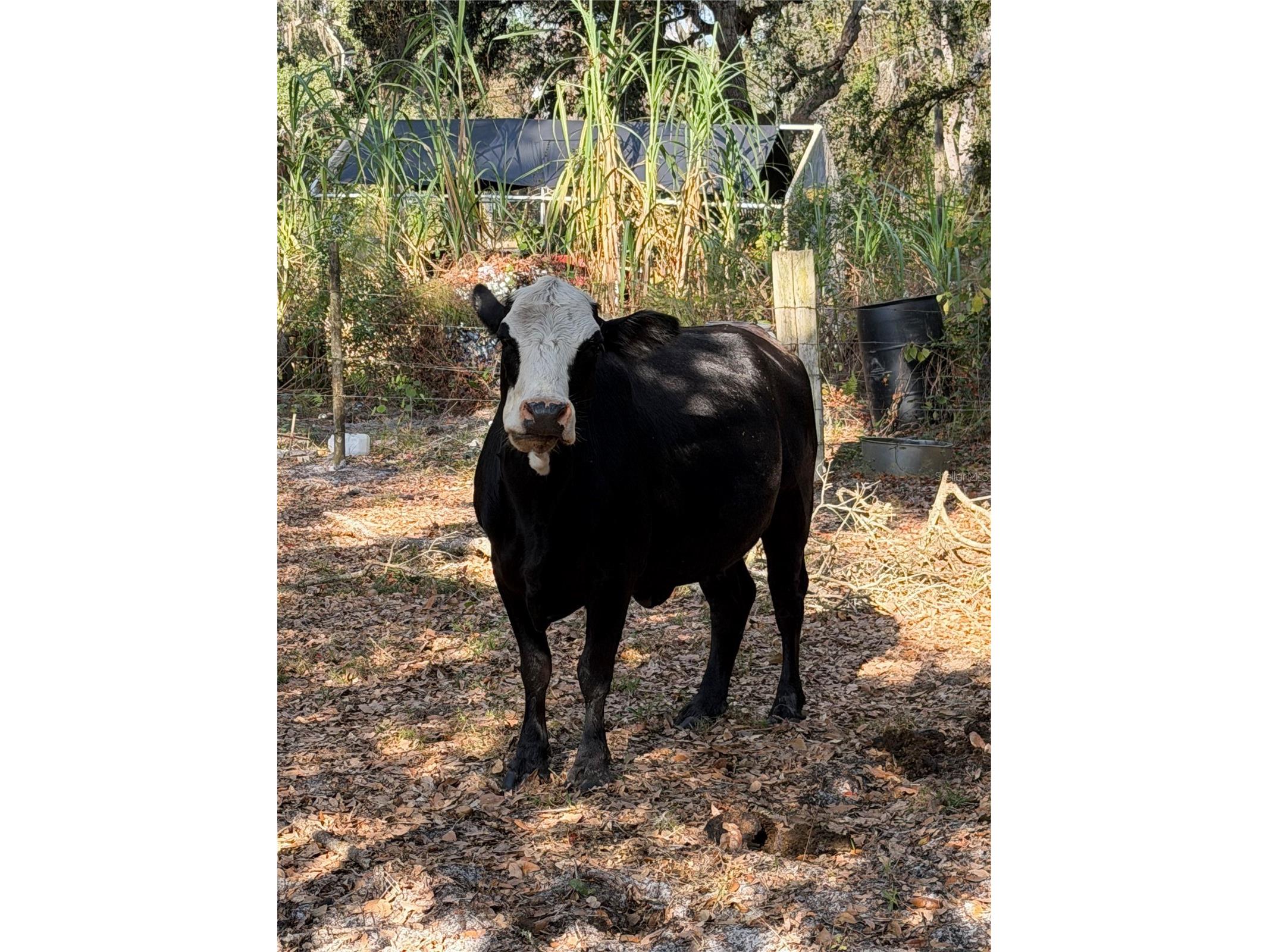 6966 E Turner Camp Road Inverness FL 34453 TB8470618 image18