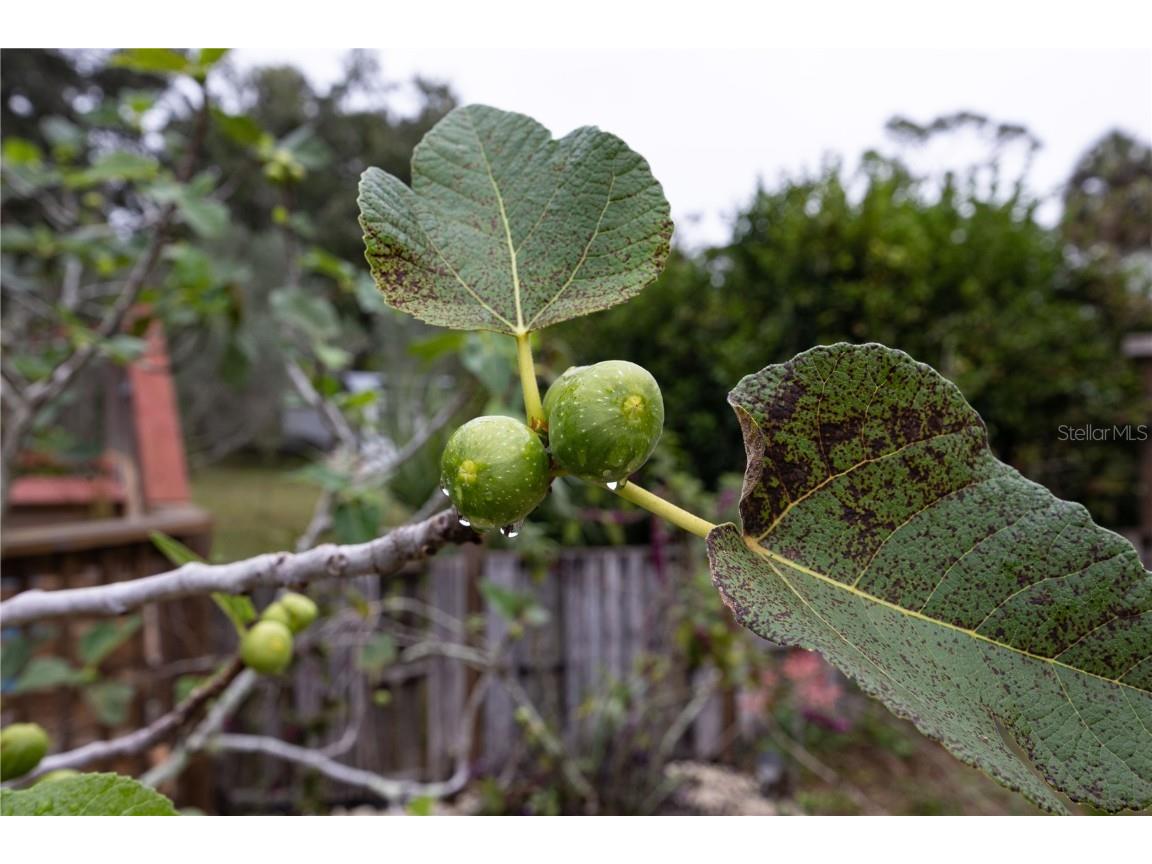 7 55th Street Yankeetown FL 34498 GC535080 image71