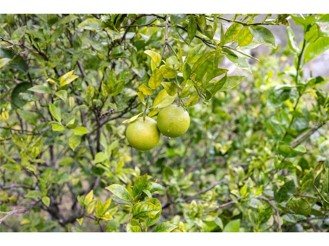 7 55th Street Yankeetown FL 34498 GC535080 image72