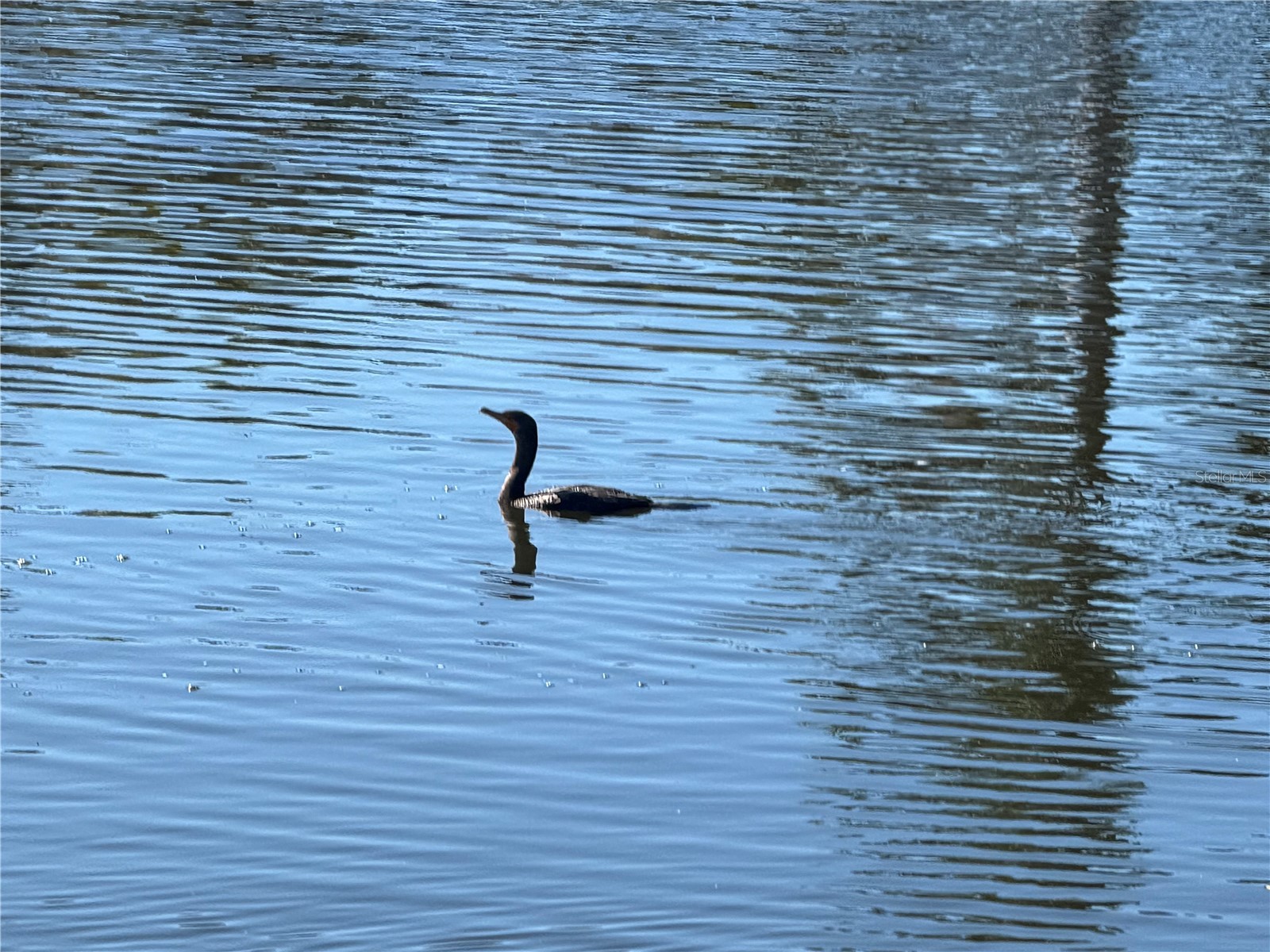 7 & 9 Chickadee Lane Placida FL 33946 A4680321 image13