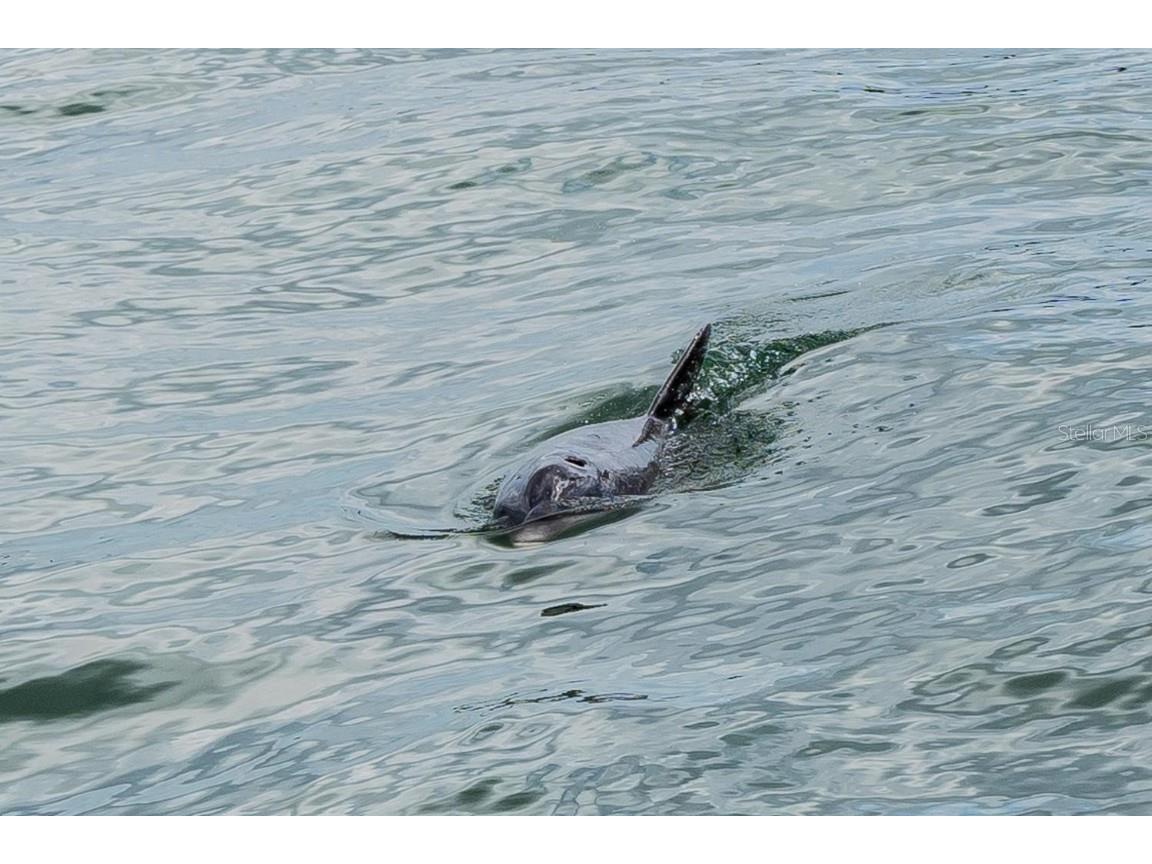 7 Dunoon Place #304 Dunedin FL 34698 - GULF OF MEXICO TB8410948 image55