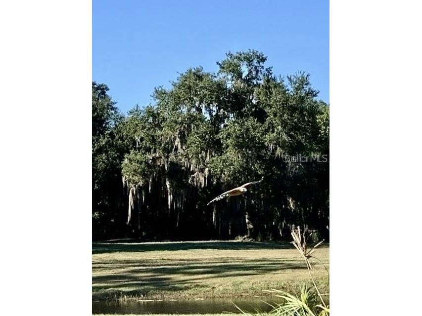 7000 Us-19 Terra Ceia FL 34250 A4686617 image7