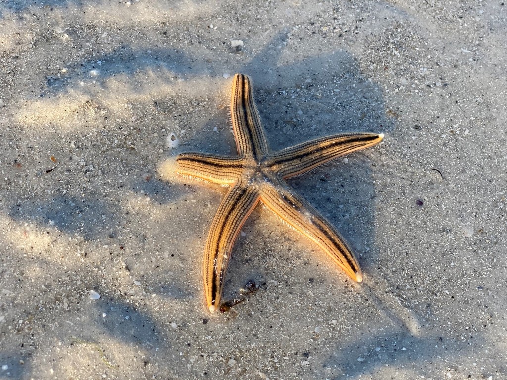 7003 Sunset Way #1 Saint Pete Beach FL 33706 TB8420095 image56