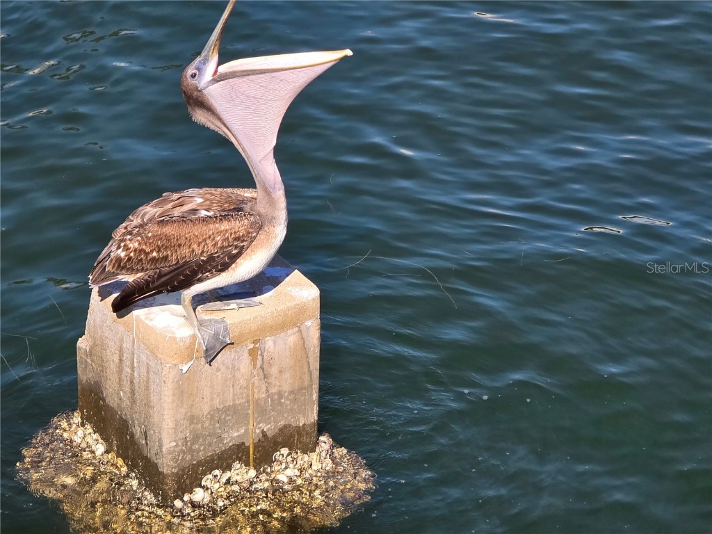 701 42nd Avenue S Saint Petersburg FL 33705 TB8446011 image58