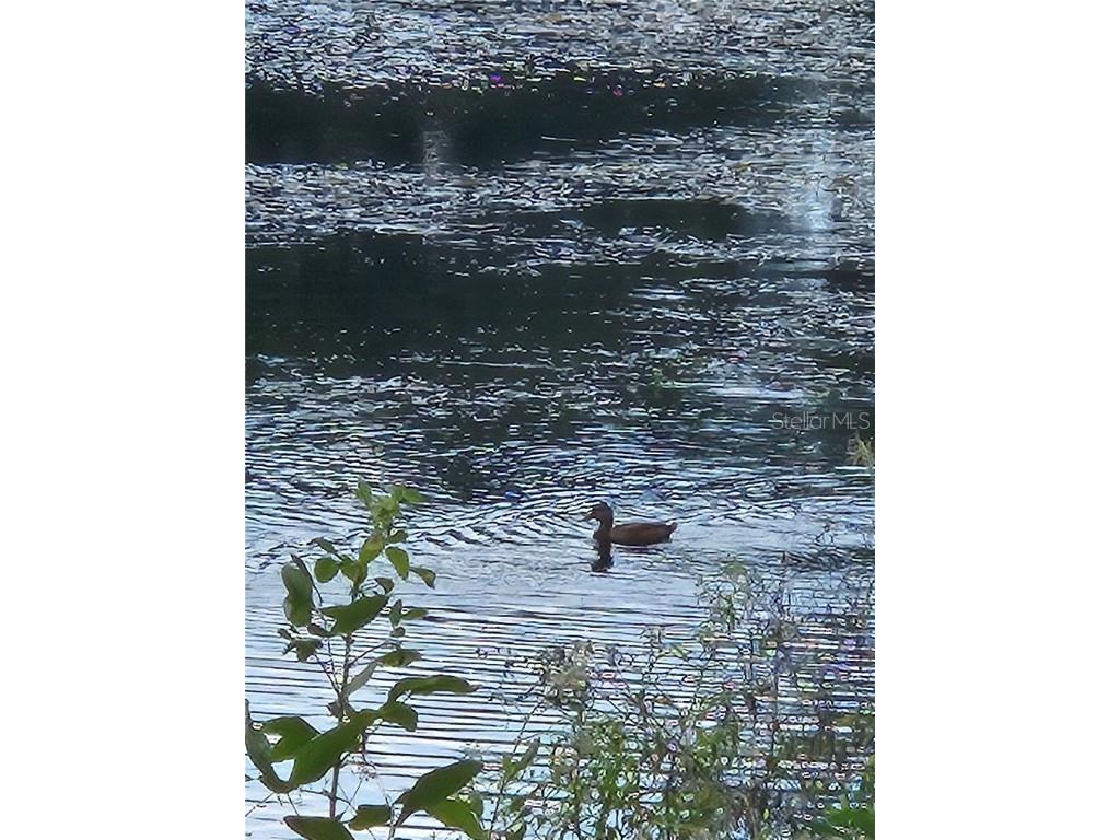 701 S Madison Avenue #515 Clearwater FL 33756 TB8434019 image13