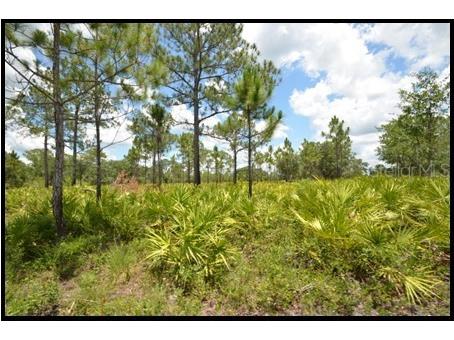7019 Crooked Creek Lane Zolfo Springs FL 33890 - CHARLIE CREEK C7462024 image36