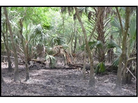 7019 Crooked Creek Lane Zolfo Springs FL 33890 - CHARLIE CREEK C7462024 image4