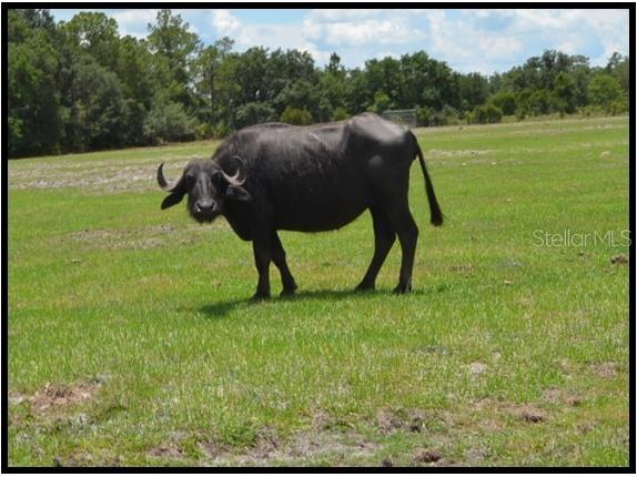 7019 Crooked Creek Lane Zolfo Springs FL 33890 - CHARLIE CREEK C7462024 image41