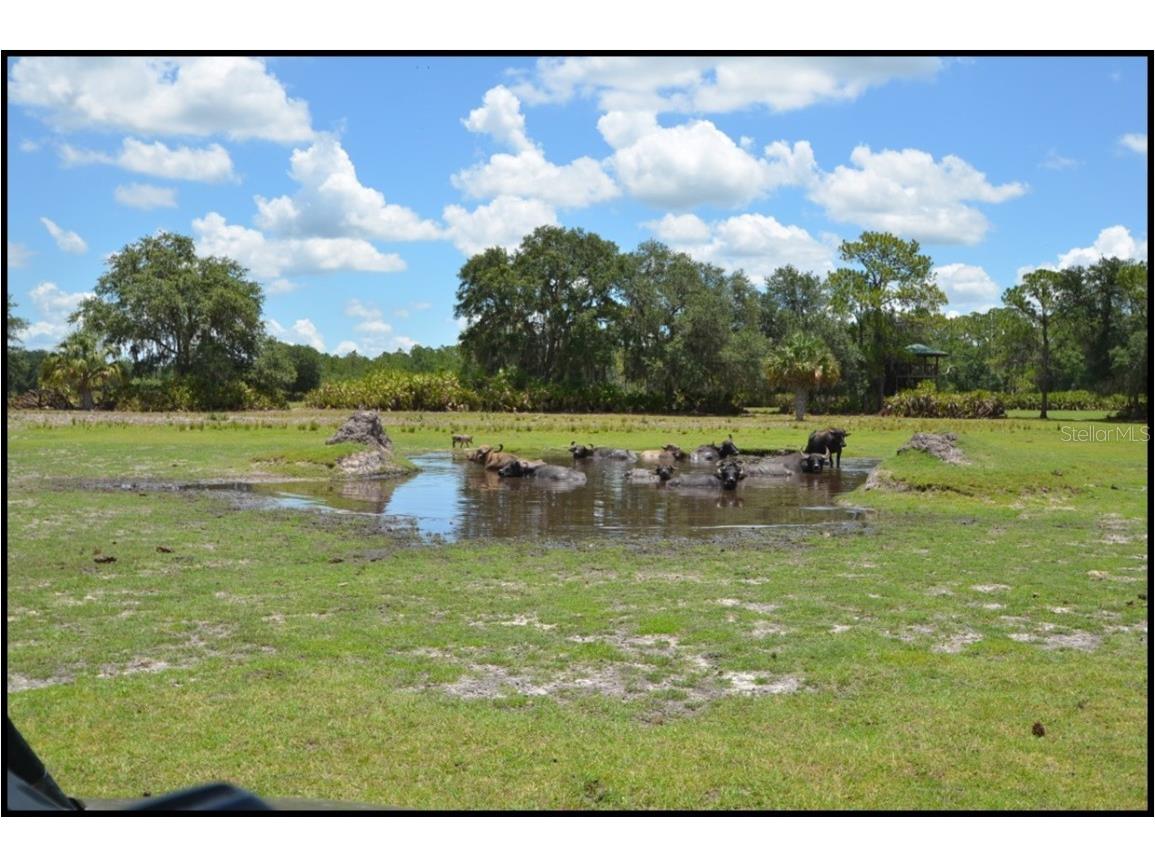 7019 Crooked Creek Lane Zolfo Springs FL 33890 - CHARLIE CREEK C7462024 image42