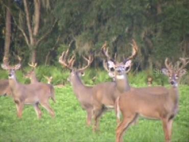 7019 Crooked Creek Lane Zolfo Springs FL 33890 - CHARLIE CREEK C7462024 image45