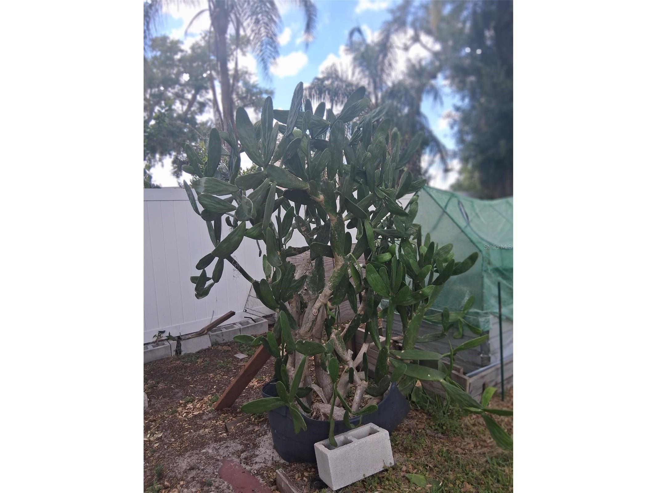 702 Coulter Place Brandon FL 33511 TB8517625 image33