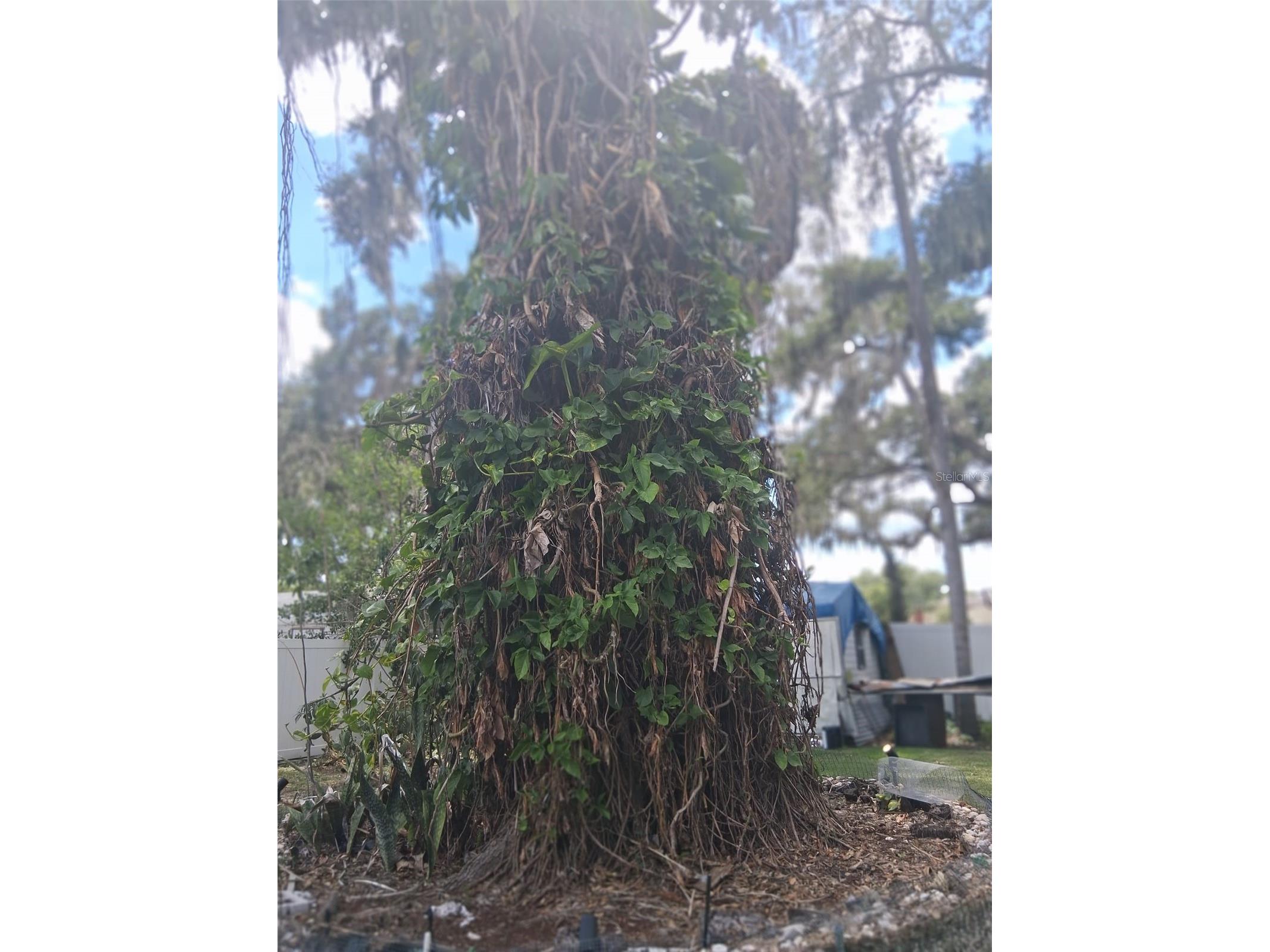 702 Coulter Place Brandon FL 33511 TB8517625 image40