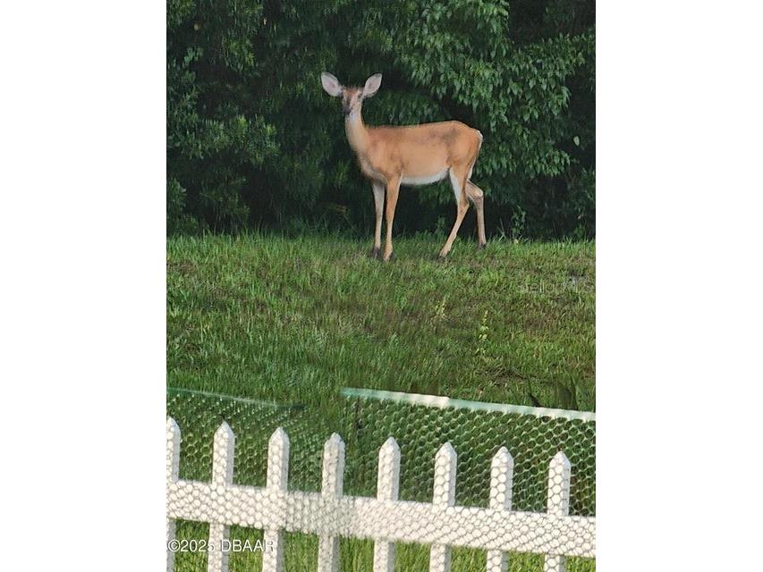 704 Saw Palmetto Court Port Orange FL 32128 NS1086418 image4