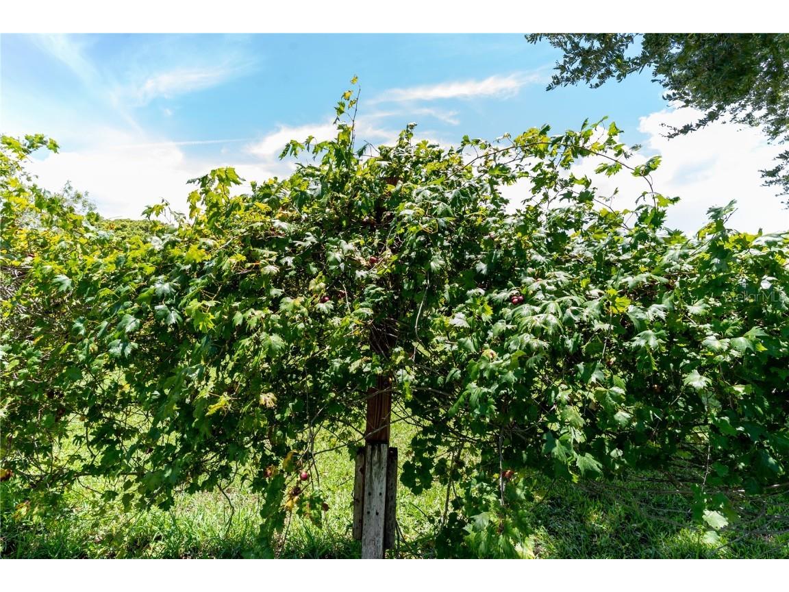 705 Glen Mar Court Sebring FL 33876 P4935630 image25