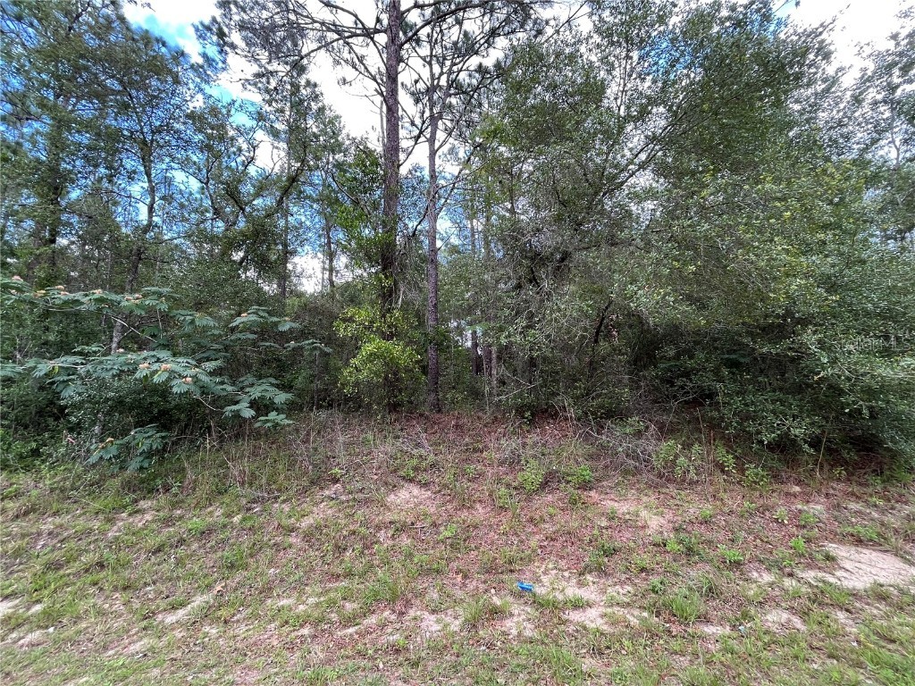 7059 Clemson Street Keystone Heights FL 32656 OK222831 image1