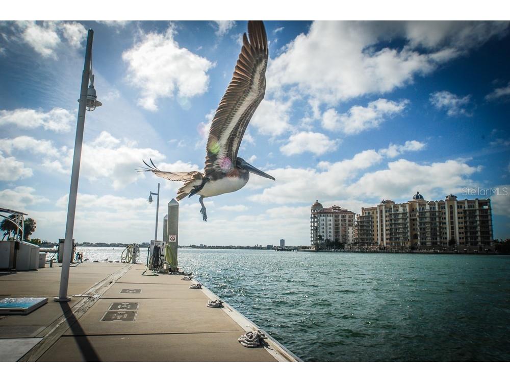 708 42nd Street Sarasota FL 34234 A4688855 image60
