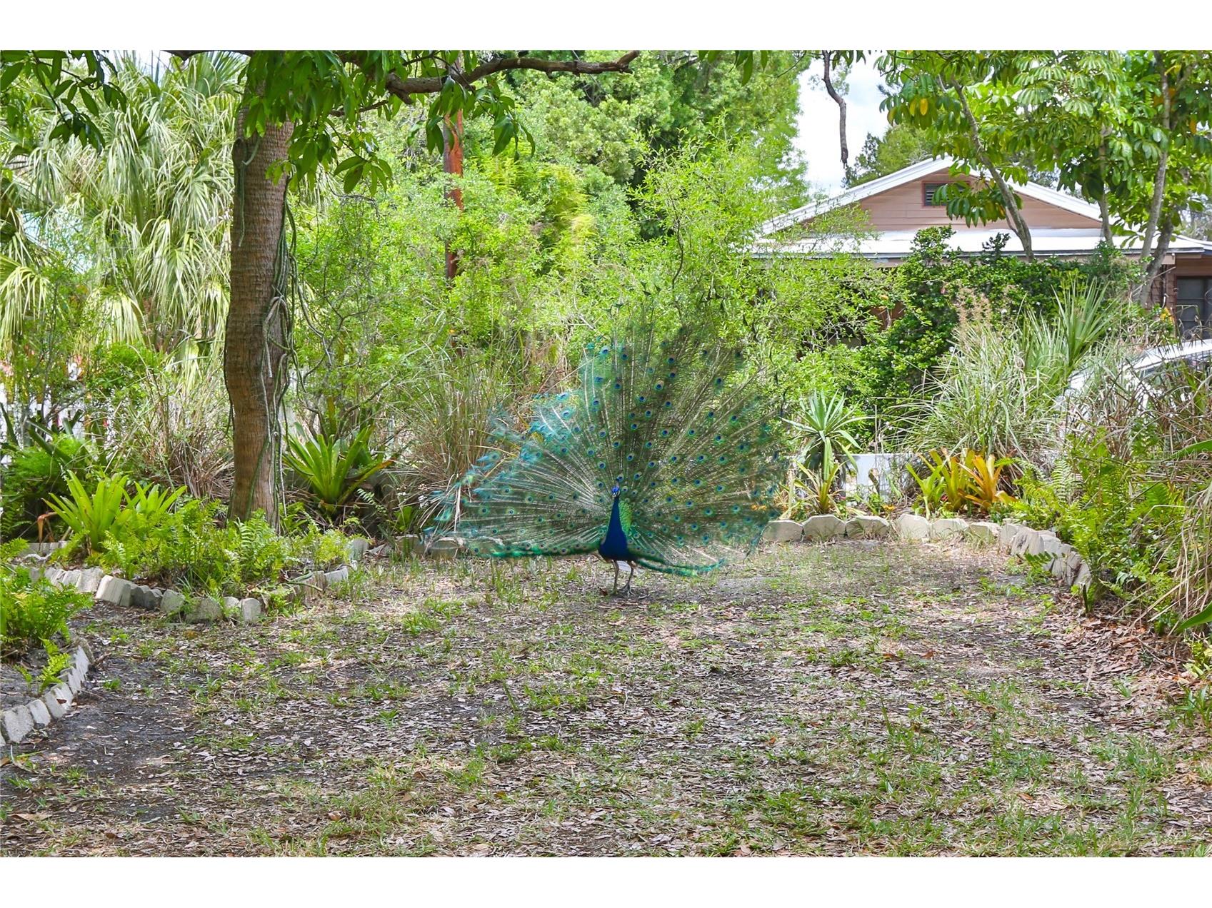 708 42nd Street Sarasota FL 34234 A4688859 image56