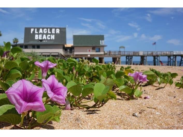 708 N Chapel Street Bunnell FL 32110 P4938223 image30