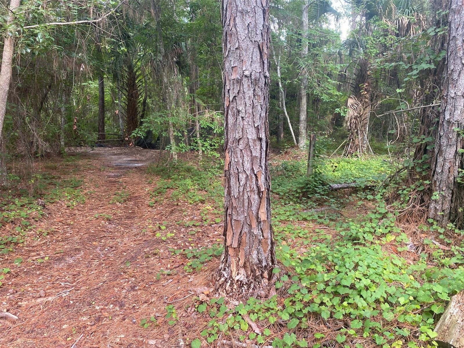 709 Georgetown Denver Road Crescent City FL 32112 P4939217 image1