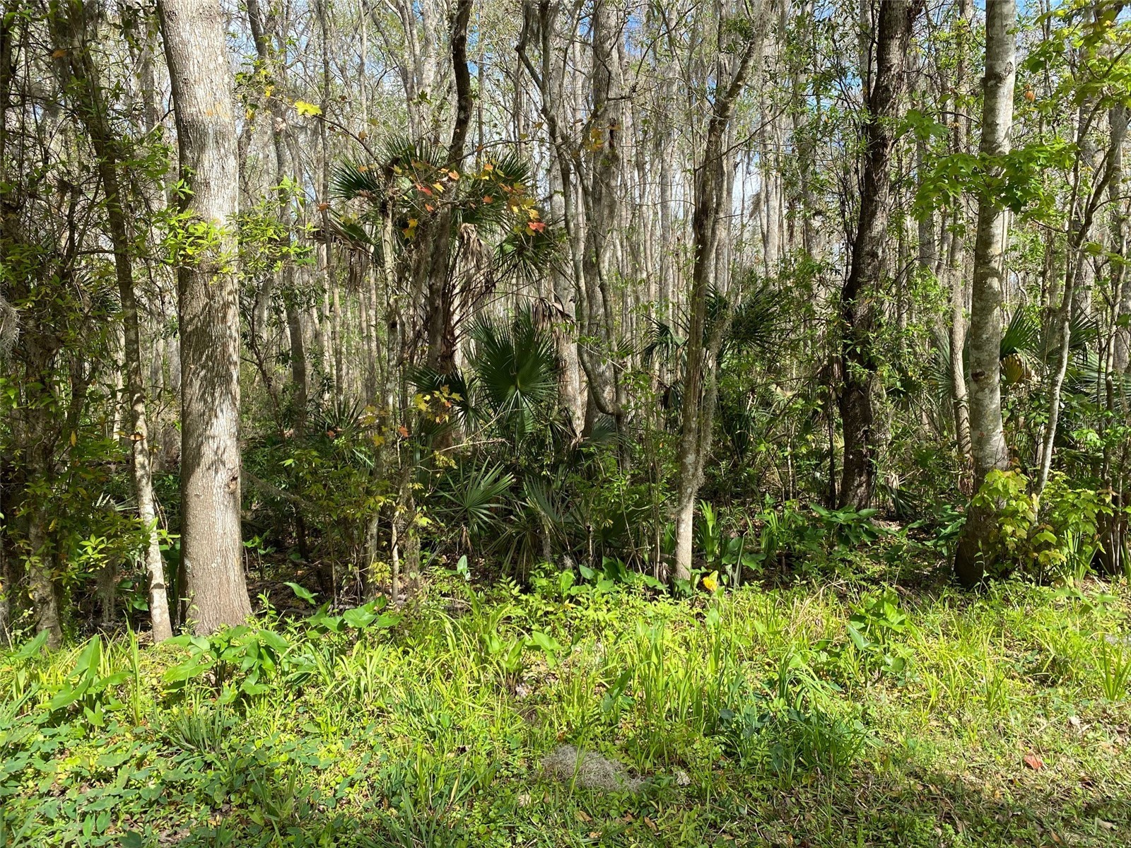 709 Georgetown Denver Road Crescent City FL 32112 P4939217 image3