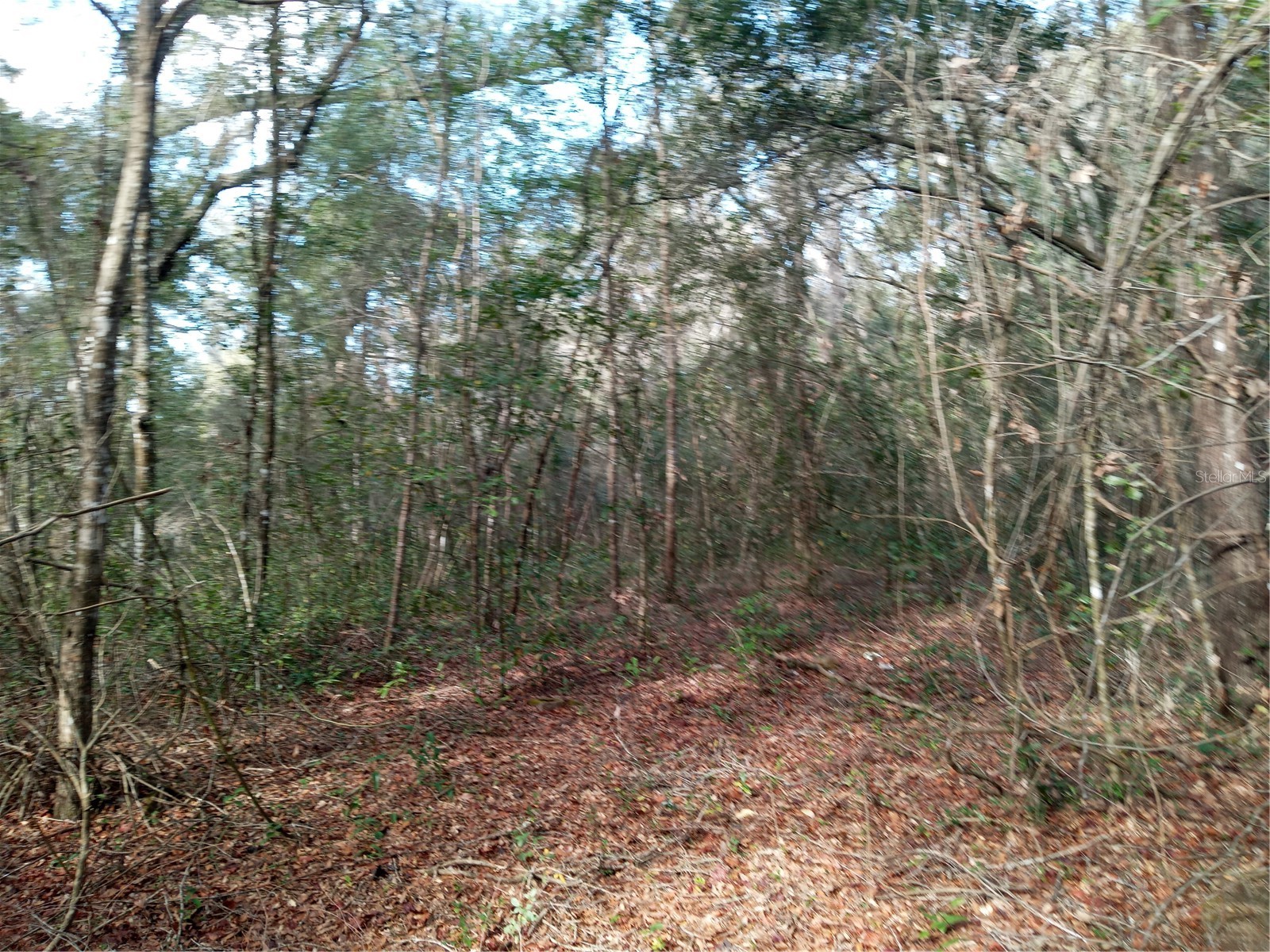 7092 Elaine Drive Webster FL 33597 G5106458 image1