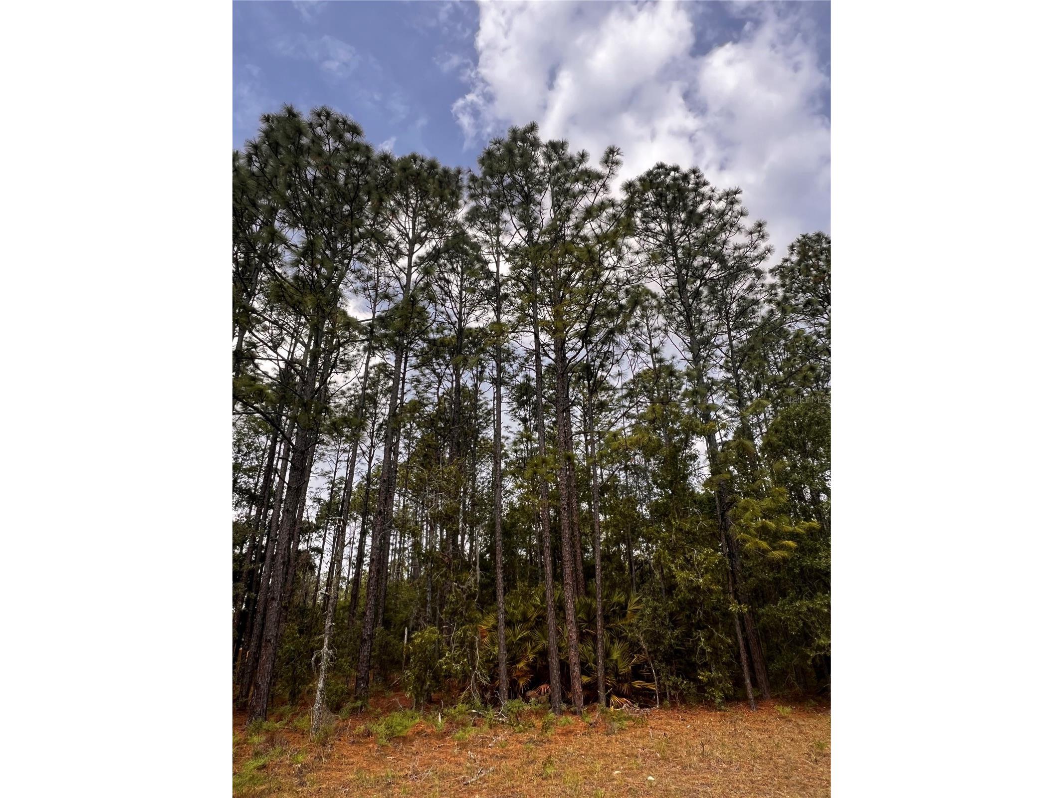 7095 N Foxdale Drive Citrus Springs FL 34434 W7885692 image3