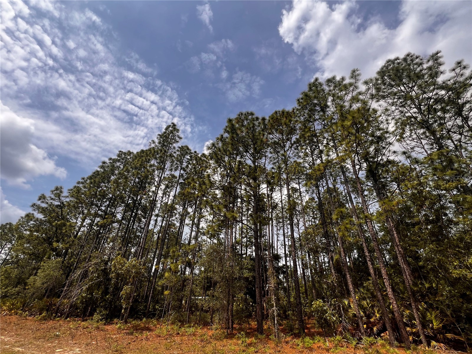 7095 N Foxdale Drive Citrus Springs FL 34434 W7885692 image4