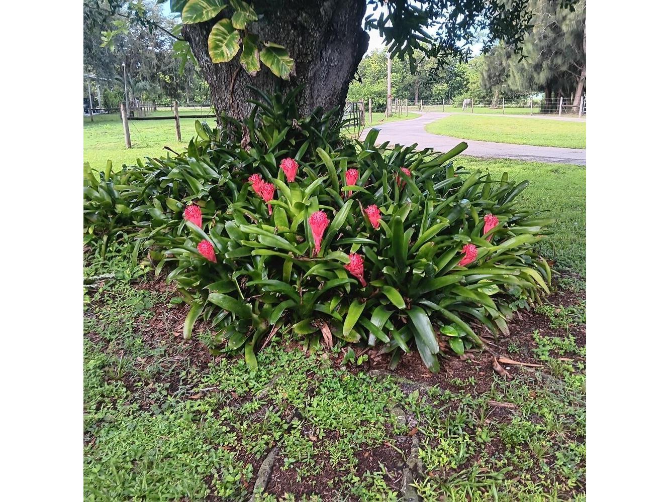 710 & 740 Evans Road Labelle FL 33935 A4688017 image54