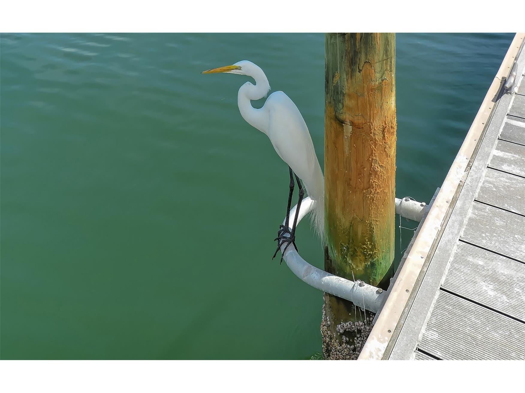 711 Spanish Drive S Longboat Key FL 34228 A4693392 image40
