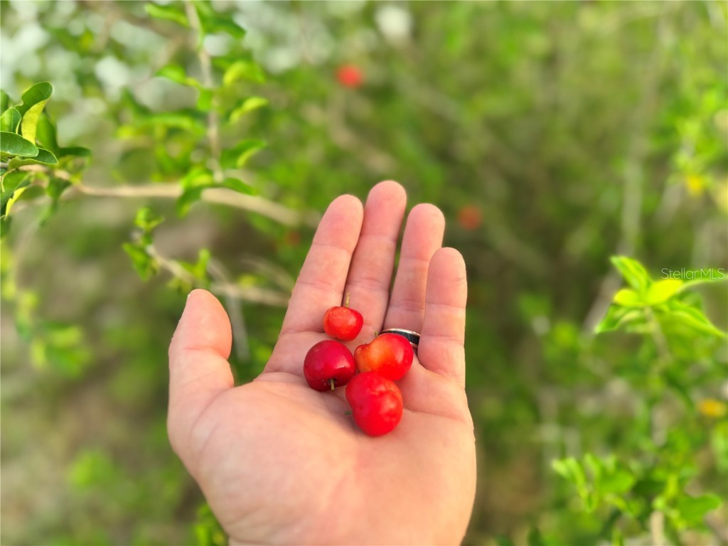 713 Sultenfuss Road Babson Park FL 33827 L4955619 image45