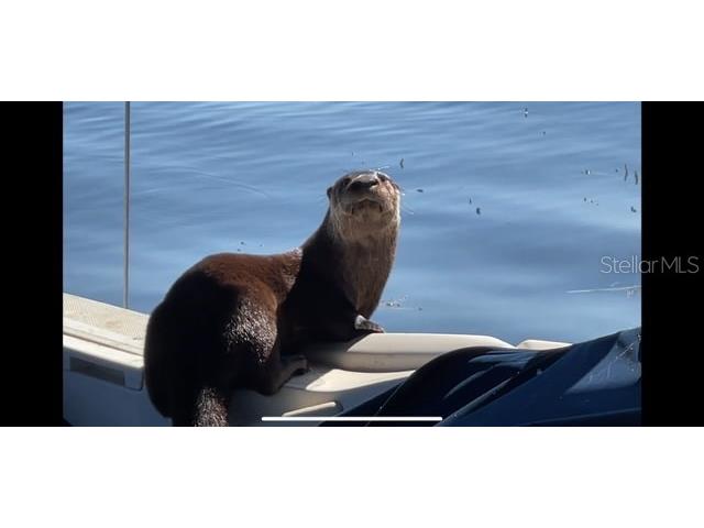 7145 Lake Drive Orlando FL 32809 - CONWAY CHAIN OF LAKES O6316123 image77