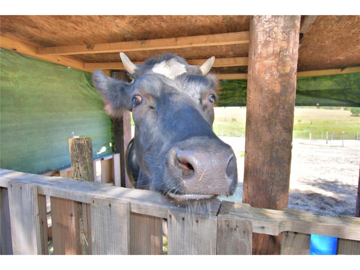 715 Fazzini Road Babson Park FL 33827 P4936590 image2