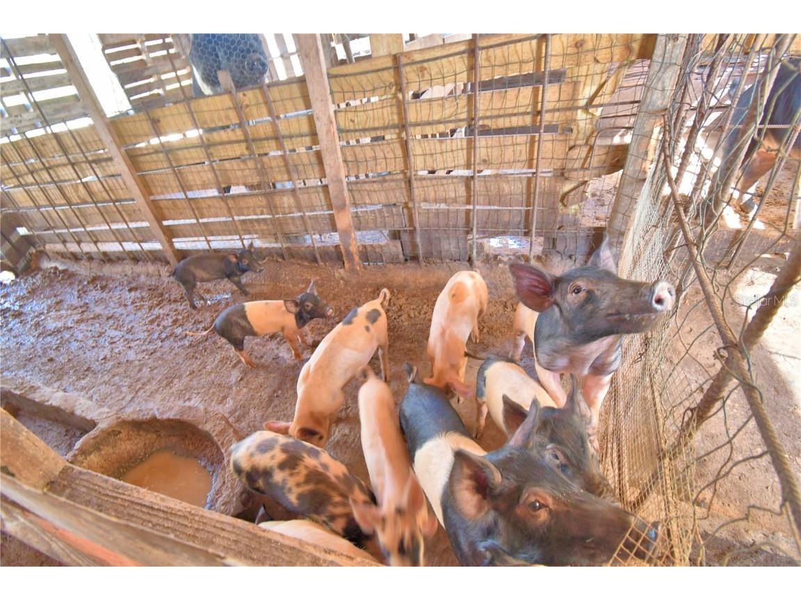 715 Fazzini Road Babson Park FL 33827 P4936590 image78